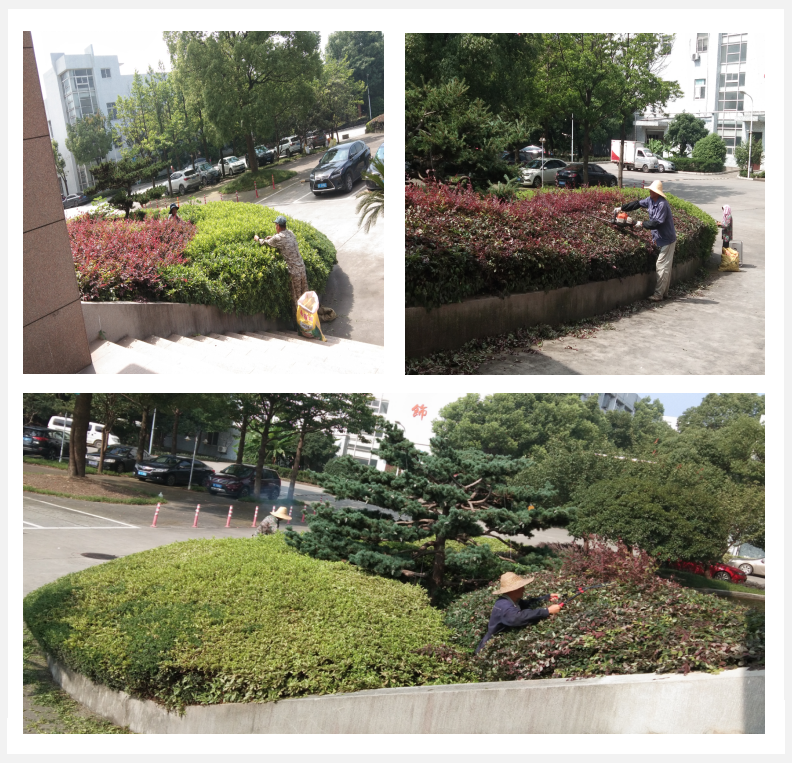 美化绿化，，，，，，我们在行动      